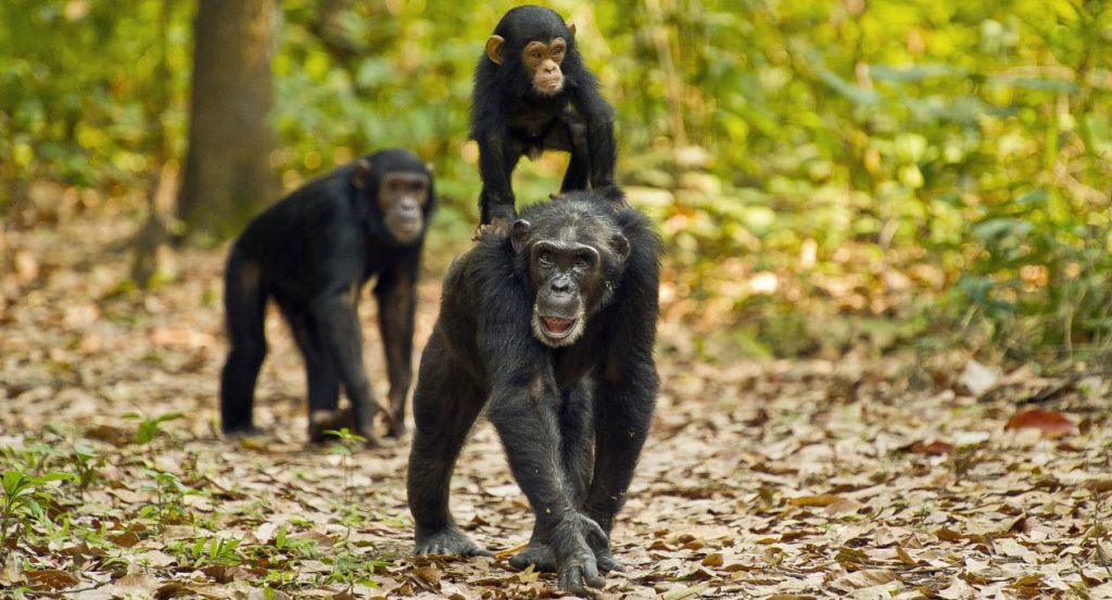 - Gombe Stream National Park -