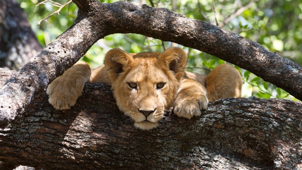 - Lake Manyara National Park -