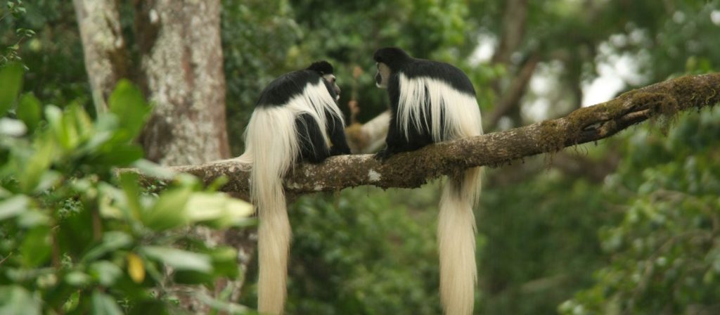 - Arusha National Park -