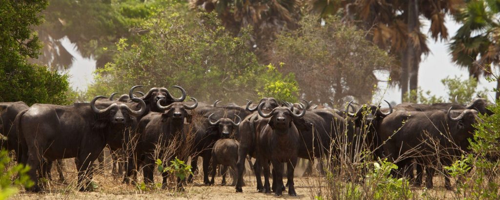 - Katavi National Park -