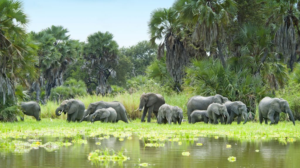 - Selous Game Reserve -
