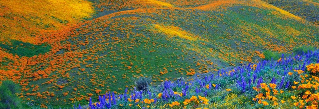 - Kitulo National Park -