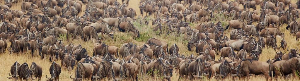 - Serengeti National Park -