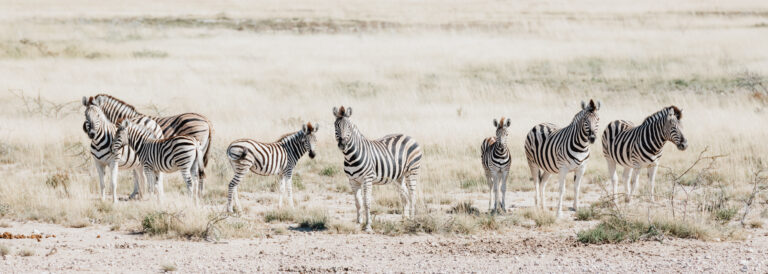 African plains zebra family on the dry brown savannah grasslands