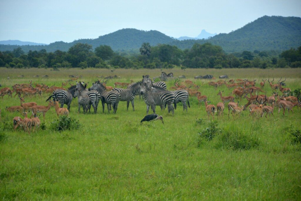 - Mikumi National Park -