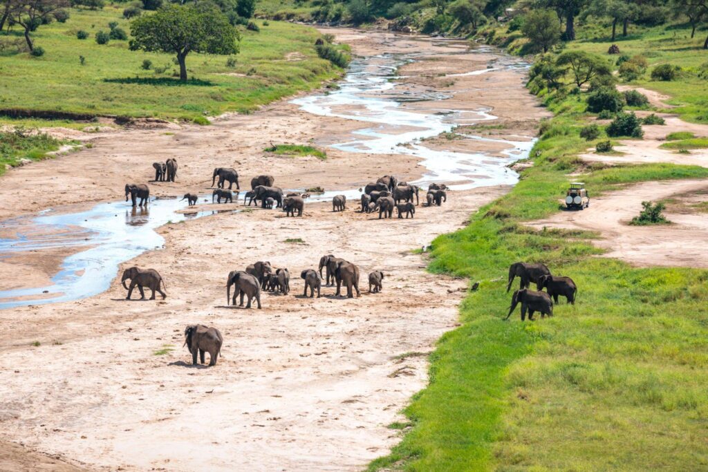 - Tarangire National Park -